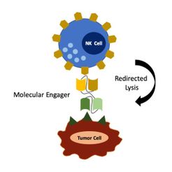 MOLECULAR ENGAGERS